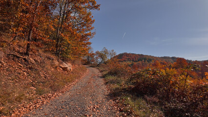 Obraz premium Autumn colored trees and countryside landscape scenery.