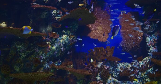 Large Underwater Aquarium With Variety Of Colorful, Vibrant Tropical Fish Swimming Among Corals. Ocean Animal, Aquatic Life. Diverse Underwater World. Pyramid Butterflyfish Swim In Underwater Aquarium
