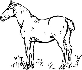 Fototapeta premium Hand Drawn Standing Horse Line Art Vector