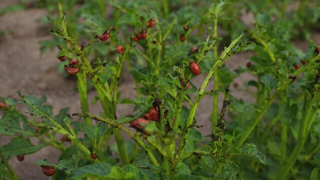 Colorado Potato Beetle Larvae (Leptinotarsa decemlineata) Feeding on Potato Plants
