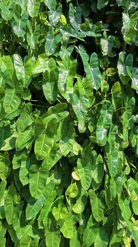 Dense tropical green foliage creating natural leafy texture