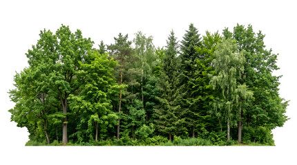 Fototapeta premium Dense green forest tree canopy isolated on transparent background
