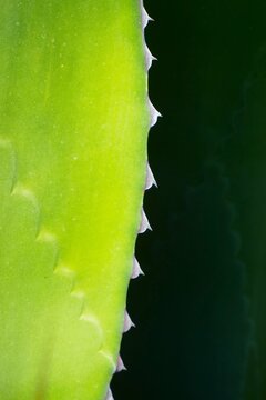 Agave leaves surface with thorns on dark green contrast background, green tropical plant background