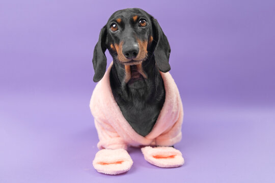 A black and tan dachshund dog sits wrapped in a pink bathrobe with matching slippers against a purple background, a playful concept of pet spa and pampering.