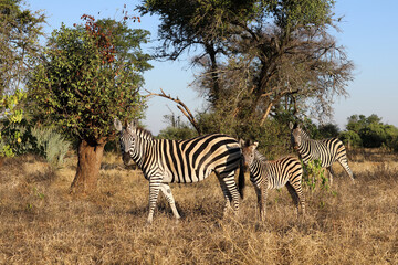 Steppenzebra / Burchell's zebra / Equus quagga burchellii © Ludwig