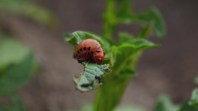 Colorado Potato Beetle Larvae (Leptinotarsa decemlineata) Feeding on Potato Plants
