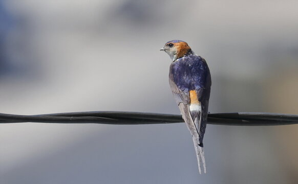 Red-rumped swallow on wire, Cecropis daurica, isolated on white, birds of Montenegro