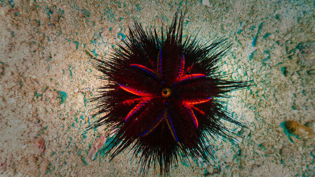 Beautiful Sea Urchin - Alien lifeform - Underwater photo.