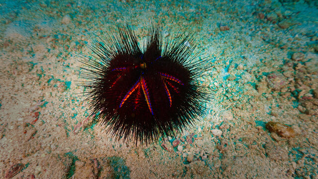 Beautiful Sea Urchin - Alien lifeform - Underwater photo.