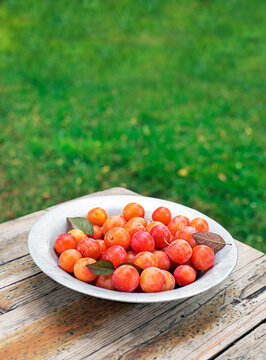 Cherry plums harvest