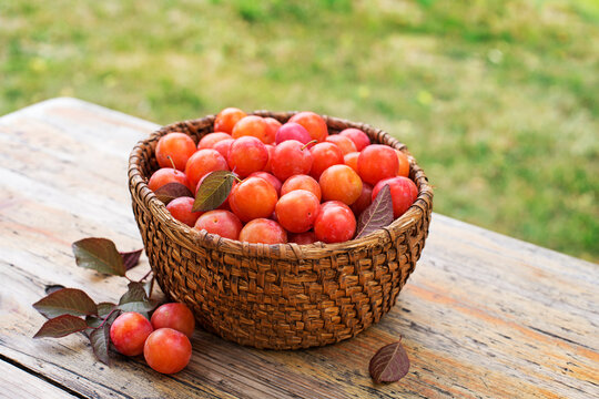 Plums greengage harvest