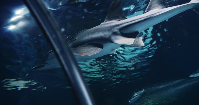 Bowmouth Guitarfish Slow Swim In Shanghai Ocean Aquarium. Rhina Ancylostoma Or Shark Ray. Ocean Animal, Aquatic Life. Underwater World. Critically Endangered Species Of Ray