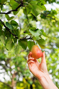Pears harvest tree