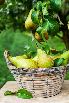 Pears harvest tree