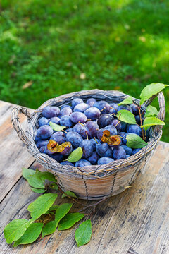Plums harvest