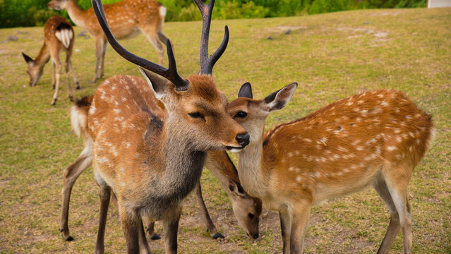 red deer in the forest