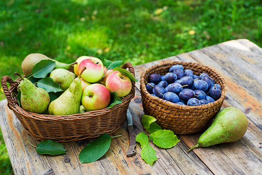 Fruit basket harvest