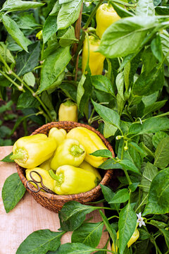 Yellow peppers