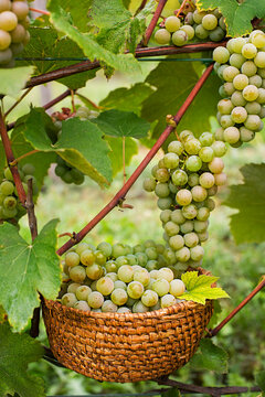Green wine grapes harvest
