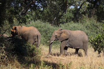 Obraz premium Afrikanischer Elefant / African elephant / Loxodonta africana