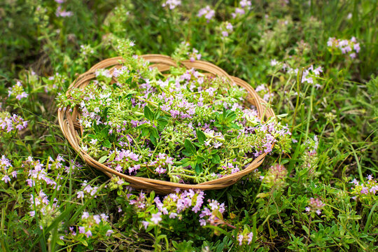 Wild thyme