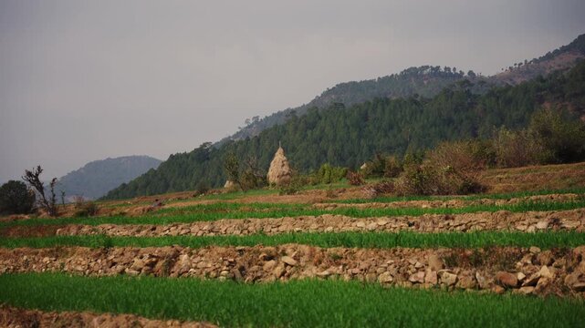 Stone walled terraced fields with a single straw haystack nestled among trees beneath a dense pine forested mountain ridge in soft haze