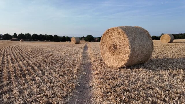 Golden hay bales rest in open field. Rows of stubble stretch under clear blue sky. Sunlight bathes the earth in warm glow. Farmers rarely appear-only stillness remains. Perfect for agricultural, rural