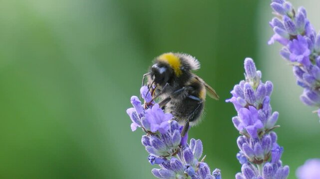 Detailed Close-up of Bumble Bee Stood on Top of and Pollinating Lavender Plant in UK.