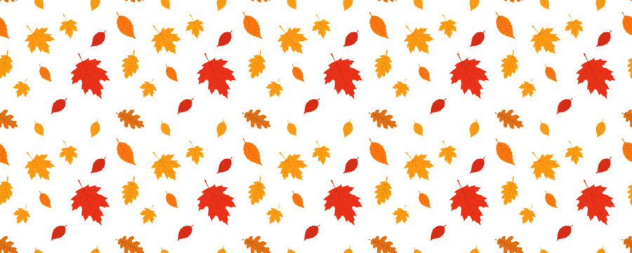 Seamless autumn pattern with colorful maple, oak and birch leaves in red, orange and yellow on white background for seasonal fall designs