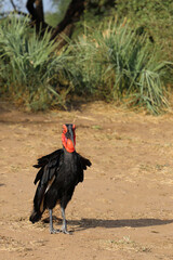 Kaffernhornrabe / Southern ground hornbill / Bucorvus leadbeateri © Ludwig