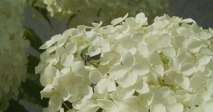 A metallic green rose chafer beetle explores the delicate petals of a blooming white hydrangea bush during a sunny day. Useful for nature documentaries and garden content.