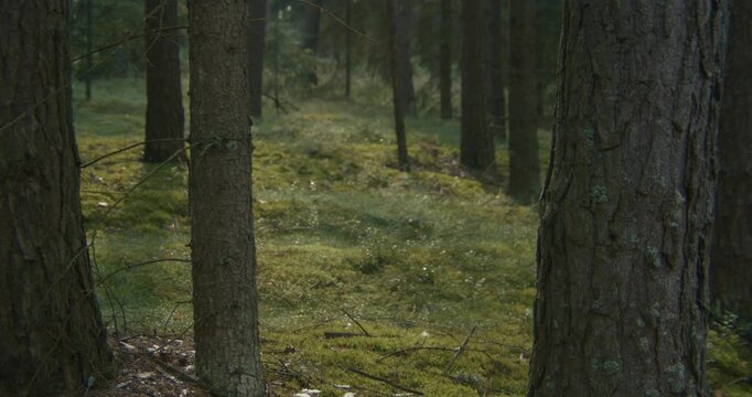 A serene view of a dense pine forest with a soft mosscovered floor during golden hour. Ideal for themes of sustainability, wellness, and environmental conservation.