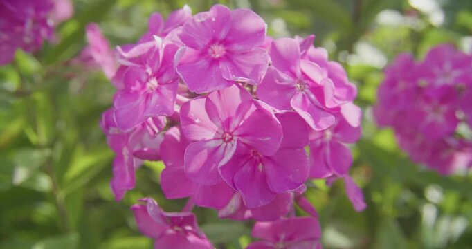 Vibrant pink phlox flowers swaying gently in a summer garden during golden hour. Suitable for wellness, sustainability, and naturethemed projects.