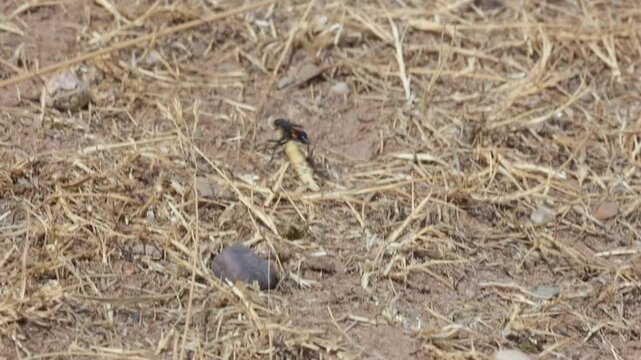 Red Banded Sand Wasp, Ammophila sabulosa, carrying a large paralysed caterpillar back to its burrow. Heathland, Summer. UK