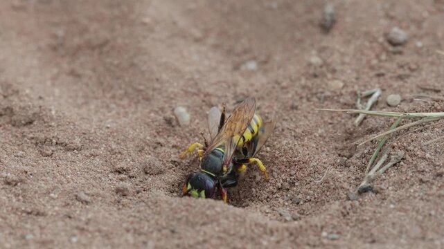 A Beewolf Philanthus triangulum, a large species of Solitary Wasp, lands by its burrow with a paralysed Bee which it drags inside. Summer. UK