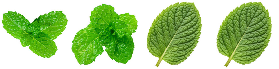 Fresh, vibrant green mint leaves captured with bright natural lighting, ideal for culinary and health-related designs. © Trieu