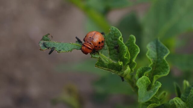 Colorado Potato Beetle Larvae (Leptinotarsa decemlineata) Feeding on Potato Plants

