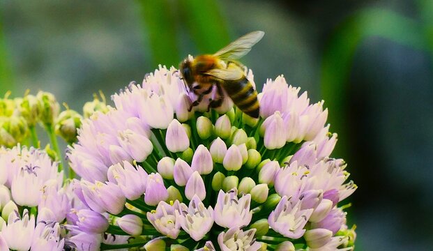 Bee on the big purple flower collecting pollen in the garden, close macro detail, insect and flower wildlife background 