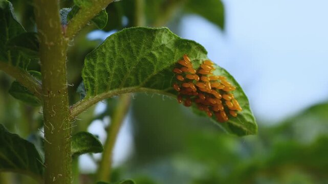 Colorado Potato Beetle (Leptinotarsa decemlineata) Eggs on Potato Foliage
