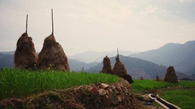 Multiple traditional hay stacks scattered across terraced green fields with hazy layered mountain ridges fading into the horizon during golden morning hour
