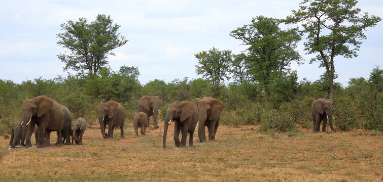 Afrikanischer Elefant / African elephant / Loxodonta africana