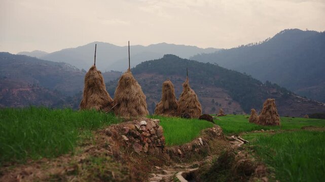 Cluster of tall hay stacks with wooden poles on a rocky hilltop foreground with dramatic layered mountain silhouettes fading into evening haze, Western Nepal