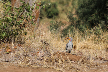 Rotringtoko oder Südlicher Gelbschnabeltoko / Southern yellow-billed hornbill / Tockus leucomelas © Ludwig