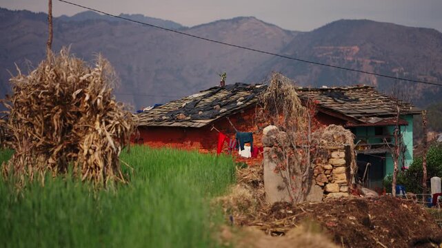 Traditional stone and mud brick farmhouse with slate roof surrounded by lush green wheat field and drying corn stalks beneath misty mountain backdrop