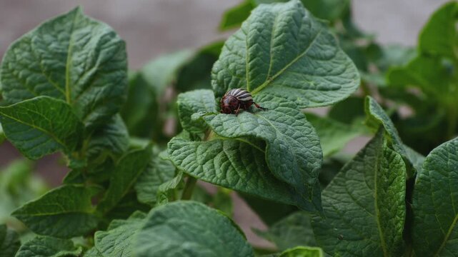 Adult Colorado Potato Beetle (Leptinotarsa decemlineata) Feeding on Potato Leaves

