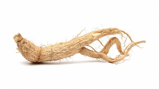 Bundle of dried Marshmallow root isolated on white background