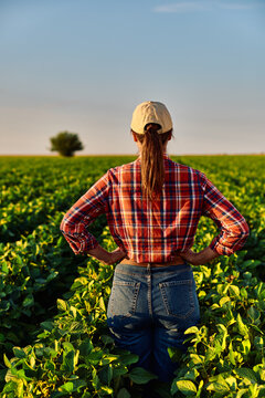 Female agronomist inspecting crop yield and growth in a sustainable agriculture farm field during golden hour