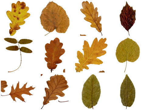 Collection of autumn leaves of various shapes and colors, isolated on transparent background