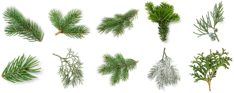 Collection of various evergreen tree branches, isolated on transparent background