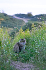 A cat on the seashore in a clearing © Violetta Korolkova 